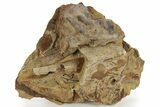 Sandstone With Triceratops Jugal, Tendon & Bone - Wyoming #227967-4